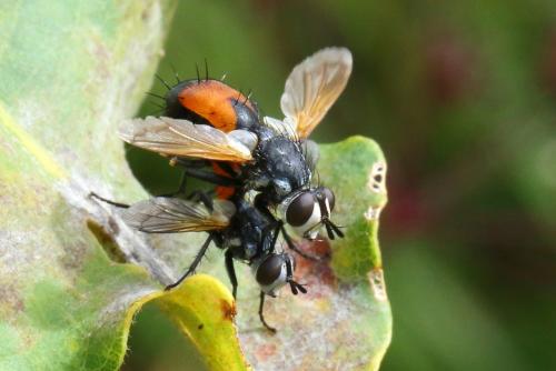 Réf. 290 371 : Cylindromyia sp.